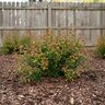 Forsythia Viridissima Bronxensis Dwarf Greenstem Forsythia