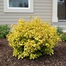 Berberis Thunbergii Golden Jackpot Japanese Barberry