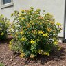 Hypericum Inodorum Pumpkin St. Johns Wort