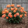 Rosa Floribunda Jump for Joy Rose