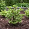 Rhododendron X Weston's Lollipop Azalea