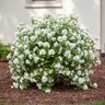 Philadelphus X Virginalis Miniature Snowflake Mock Orange