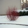Cornus Sericea Allemans Compact Red Twig Dogwood