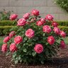 Rosa X Brigadoon Hybrid Tea Rose