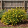 Hypericum densiflorum Creel's Gold Bushy St. Johns Wort