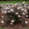 Physocarpus opulifolius Lady in Red Ninebark