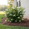Viburnum Obovatum Reiflers Dwarf Walter Viburnum