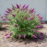 Buddleja davidii Attraction Butterfly Bush