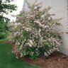 Deutzia X Hybrida Magicien Magician Deutzia