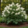 Hydrangea quercifolia Autumn Reprise Oakleaf Hydrangea