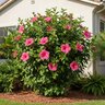 Hibiscus X Byron Bay Rose Tropical Hibiscus