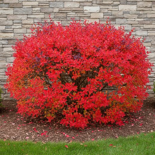 Euonymus Alatus Burning Bush