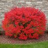 Euonymus alatus Burning Bush 10 ft. Height Ball and Burlap