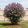 Hibiscus Syriacus Purple Rose of Sharon