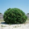 Baccharis Halimifolia Groundsel Bush