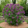 Syringa Vulgaris Monge Common Lilac