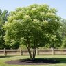Aralia Spinosa Devil's Walking Stick