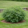 Rhus Typhina Laciniata Cut-Leaf Staghorn Sumac