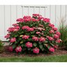 Hydrangea macrophylla subsp. serrata Seaside Serenade Cape May Lacecap Hydrangea