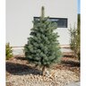 Picea pungens Sester Dwarf Blue Spruce