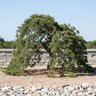 Pinus Banksiana Uncle Fogy Jack Pine