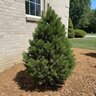 Pinus Sylvestris Green Penguin Scots Pine