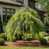 Pinus Strobus Angel Falls Eastern White Pine
