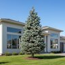 Picea pungens Blue Diamond Blue Spruce