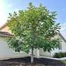 Ficus carica Texas Everbearing Fig