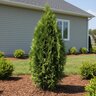 Thuja Occidentalis Emerald Petite Arborvitae