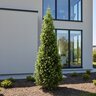 Picea Mariana Wellspire Black Spruce