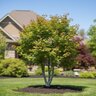 Acer Palmatum Ojishi Japanese Maple