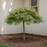 Acer palmatum subsp. matsumurae Spring Delight Japanese Laceleaf Maple