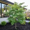 Acer Palmatum Beni Hagoromo Japanese Maple