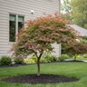 Acer Palmatum Tiger Rose Japanese Maple