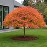 Acer sieboldianum Shoryu-no-tsume Claw of the Dragon Full Moon Japanese Maple