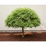 Acer Palmatum Werners Pagoda Japanese Maple