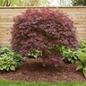 Acer palmatum Ghost Purple Ghost Japanese Maple