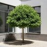 Ginkgo Biloba Clica Maidenhair Tree