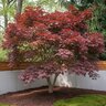 Acer Palmatum Oshio Beni Japanese Maple

