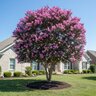 Lagerstroemia Indica Black Diamond Lavender Lace Crape Myrtle