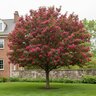 Malus X Perfect Purple Crabapple