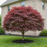 Acer palmatum Rhode Island Red Japanese Maple