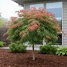 Acer X Pseudosieboldianum Jack Frost Ice Dragon Korean Maple