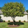 Syringa Pekinensis Great Wall Peking Lilac