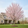 Prunus X First Blush Flowering Cherry