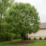 Cercis canadensis Tennessee Pink (Pretty 'n Pink) Eastern Redbud