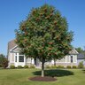 Sorbus Decora Northern Mountain Ash