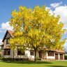 Laburnum X Watereri Vossi Golden Chain Tree