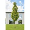 Ginkgo Biloba Sky Tower Maidenhair Tree
